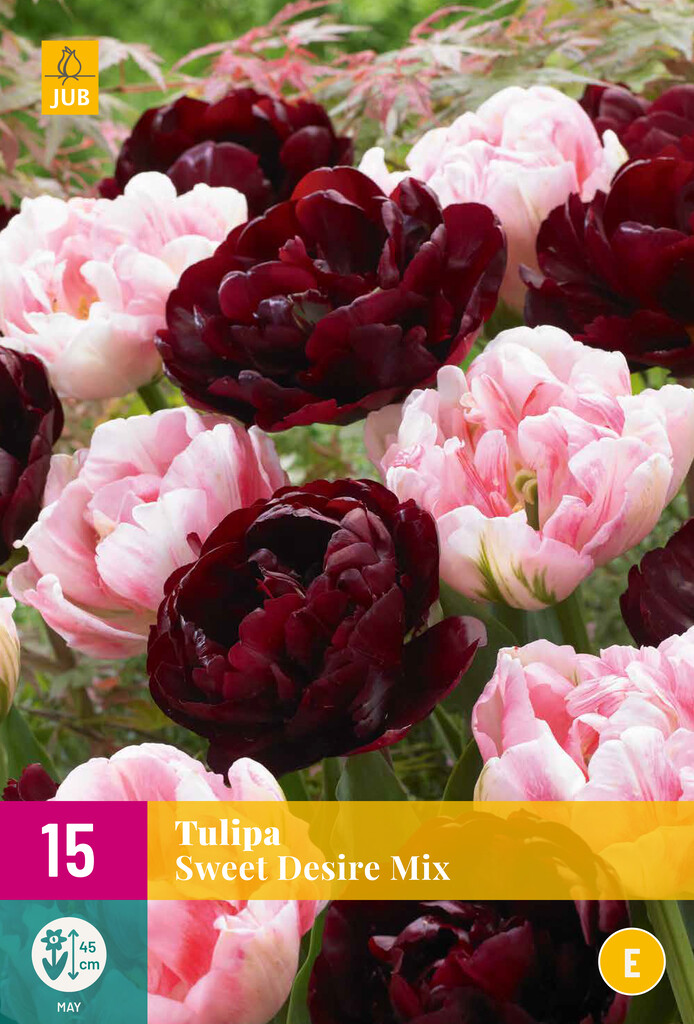 X 15 Tulipa Sweet Desire Mix