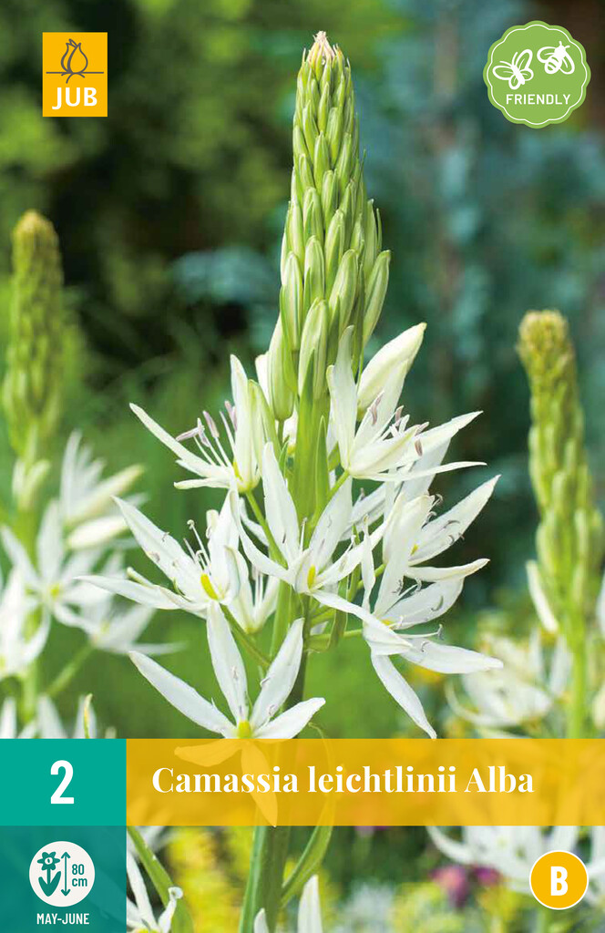 X2 Camassia Leichtlinii Alba