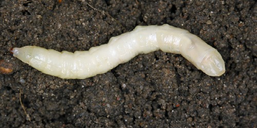 Engerlingen of emelten 