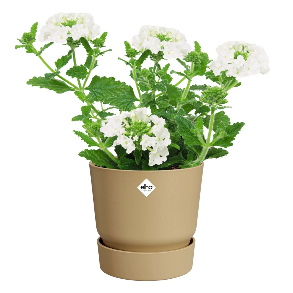 Greenville Rond 16cm sable doré