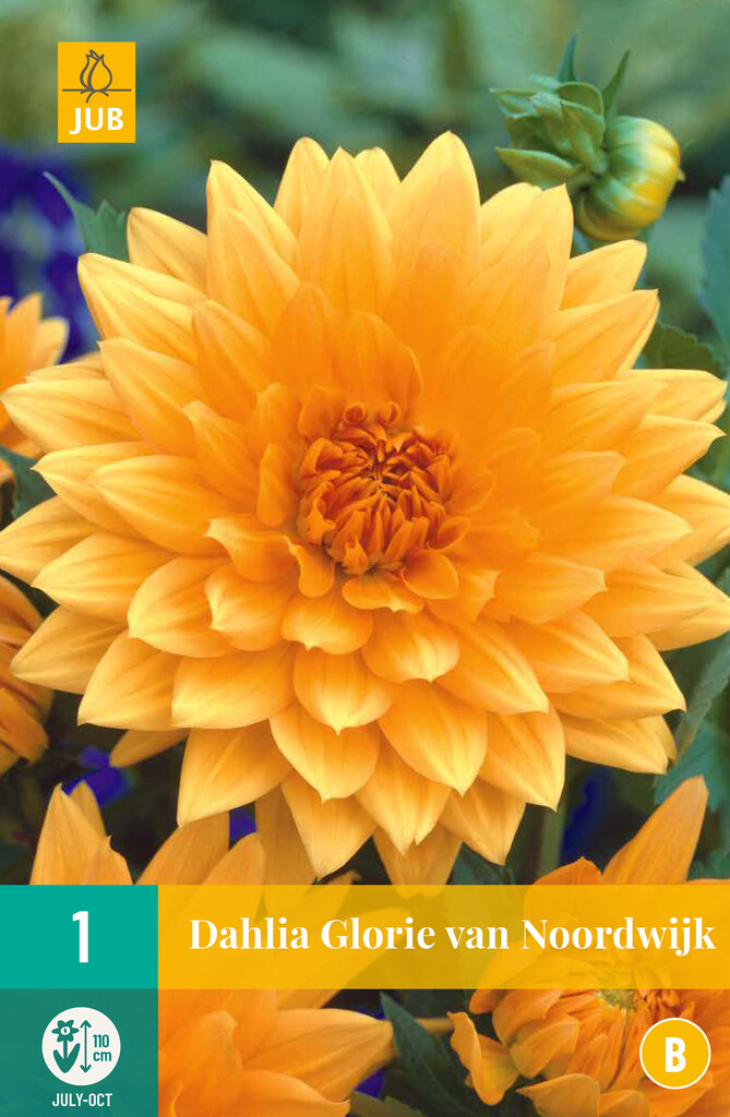1X Dahlia Glory of Noordwijk