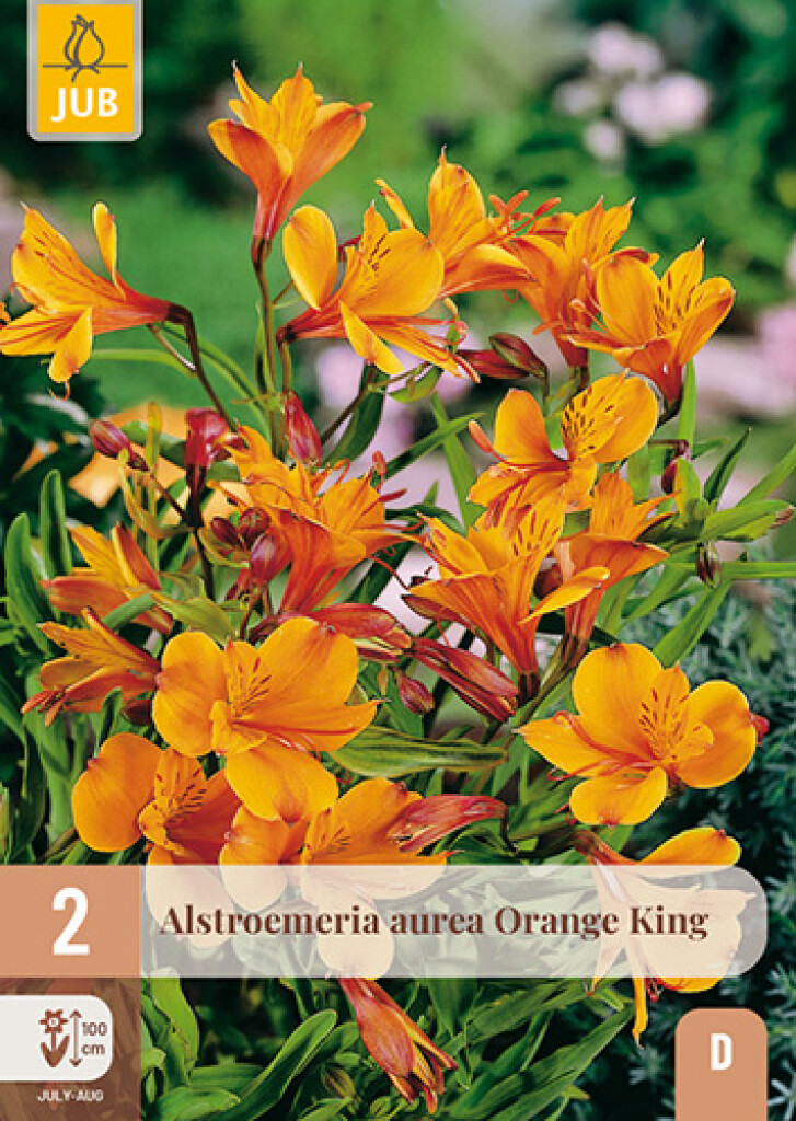 X2 Alstroemeria Orange King