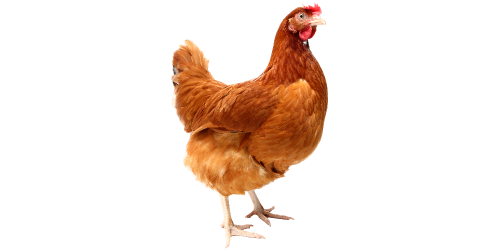 Poule pondeuse rousse Poule pondeuse rousse